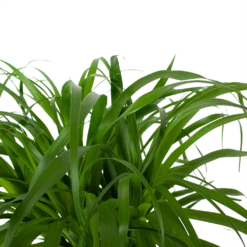 Beaucarnea Recurvata - Op Stam - Olifantenpoot - P32 H130 - Kamerplant -FloraHome Verkoopwinkel beaucarnea recurvata op stam olifantenpoot p32 h130 6 3