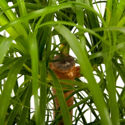 Beaucarnea Recurvata - Vertakt - Olifantenpoot - P26 H70 - Kamerplant 6 Beaucarnea Recurvata - Vertakt - Olifantenpoot - P26 H70 - Kamerplant -FloraHome Verkoopwinkel beaucarnea recurvata vertakt olifantenpoot p26 h70 5 1