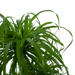 Beaucarnea Recurvata - Vertakt - Olifantenpoot - P32 H90 - Kamerplant -FloraHome Verkoopwinkel beaucarnea recurvata vertakt olifantenpoot p32 h90 6 3