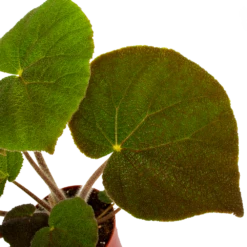 Begonia Masoniana Jungle - P15 H40 - Kamerplant -FloraHome Verkoopwinkel begonia masoniana jungle p15 h40 5 1