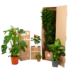 Ficus Cyathistipula - Groene Vijg - Op Zuil - P29 H150 - Kamerplant 2 Ficus Cyathistipula - Groene Vijg - Op Zuil - P29 H150 - Kamerplant -FloraHome Verkoopwinkel biezen kamerplanten verpakking 39