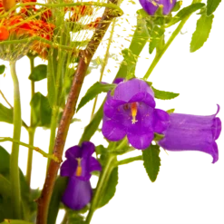 Boeket Plukgeluk Middel -FloraHome Verkoopwinkel boeket plukgeluk middel boeketten 4