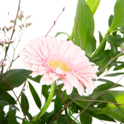 Boeket Roze Verrassing Groot 8 Boeket Roze Verrassing Groot -FloraHome Verkoopwinkel boeket roze verrassing boeketten 2 1