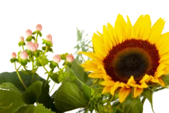 Boeket Zonnestraal Groot 11 Boeket Zonnestraal Groot -FloraHome Verkoopwinkel boeket zonnestraal boeketten 4 3 1