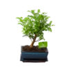 Bonsai Zanthoxylum Piperitum - Peperboom - P20 H30 - Kamerplant 1 Bonsai Zanthoxylum Piperitum - Peperboom - P20 H30 - Kamerplant -FloraHome Verkoopwinkel bonsai zanthoxylum piperitum peperboom p20 h30 1