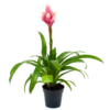 Bromelia Guzmania Candy - P12 H55 Roze - Kamerplant -FloraHome Verkoopwinkel bromelia guzmania candy p12 h55 roze 4