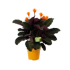 Calathea Crocata - Eeuwige Vlam - P15 H45 - Kamerplant -FloraHome Verkoopwinkel calathea crocata eeuwige vlam p15 h45 1