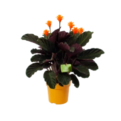 Calathea Crocata - Eeuwige Vlam - P15 H45 - Kamerplant