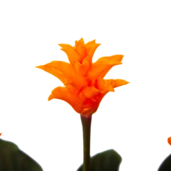 Calathea Crocata - Eeuwige Vlam - P15 H45 - Kamerplant -FloraHome Verkoopwinkel calathea crocata eeuwige vlam p15 h45 4