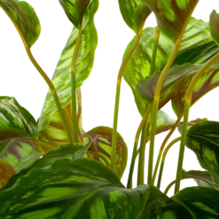Nieuwe Producten -FloraHome Verkoopwinkel calathea flamestar schaduwplant p19 h75 5