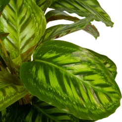 Calathea Flamestar - Schaduwplant - P32 H80 - Kamerplant -FloraHome Verkoopwinkel calathea flamestar schaduwplant p32 h80 5