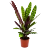 Calathea Insigne - Livingplant - P17 H65 - Kamerplant -FloraHome Verkoopwinkel calathea insigne livingplant p17 h65 4