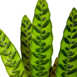 Nieuwe Producten -FloraHome Verkoopwinkel calathea insigne livingplant p17 h65 6