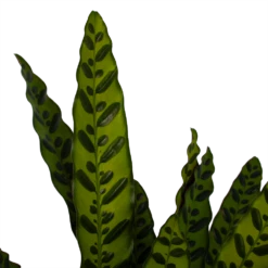 Nieuwe Producten -FloraHome Verkoopwinkel calathea insigne livingplant p21 h60 3