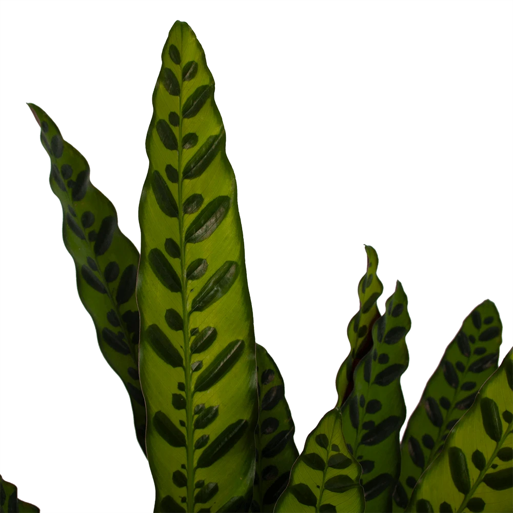 Calathea Insigne - Livingplant - P21 H60 - Kamerplant 4 Calathea Insigne - Livingplant - P21 H60 - Kamerplant - Afbeelding 2