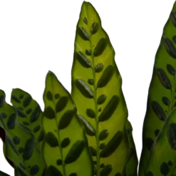 Calathea Insigne - Livingplant - P21 H60 - Kamerplant 8 Calathea Insigne - Livingplant - P21 H60 - Kamerplant -FloraHome Verkoopwinkel calathea insigne livingplant p21 h60 4
