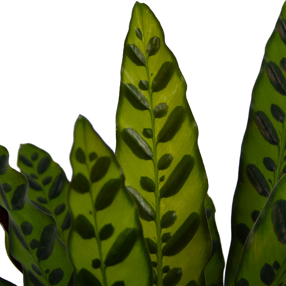 Calathea Insigne - Livingplant - P21 H60 - Kamerplant 5 Calathea Insigne - Livingplant - P21 H60 - Kamerplant - Afbeelding 3