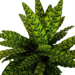 Nieuwe Producten -FloraHome Verkoopwinkel calathea insigne livingplant p27 h80 5 3