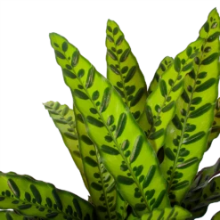 Calathea Insigne - Livingplant - P27 H80 - Kamerplant 8 Calathea Insigne - Livingplant - P27 H80 - Kamerplant -FloraHome Verkoopwinkel calathea insigne livingplant p27 h80 6 3