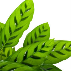 Nieuwe Producten -FloraHome Verkoopwinkel calathea leopardina schaduwplant p17 h70 5