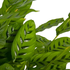 Nieuwe Producten -FloraHome Verkoopwinkel calathea leopardina schaduwplant p27 h90 kamerplant 3