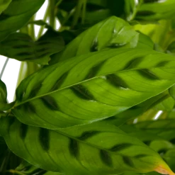 Calathea Leopardina - Schaduwplant - P27 H90 - Kamerplant -FloraHome Verkoopwinkel calathea leopardina schaduwplant p27 h90 kamerplant 4