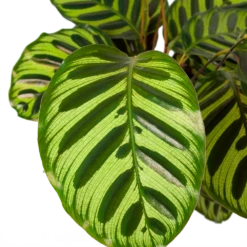 Nieuwe Producten -FloraHome Verkoopwinkel calathea makoyana pauwenplant p17 h65 5 2