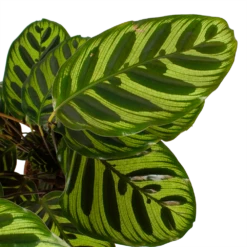 Calathea Makoyana - Pauwenplant - P17 H65 - Kamerplant -FloraHome Verkoopwinkel calathea makoyana pauwenplant p17 h65 6 2