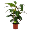 Calathea Maui Queen - Livingplant - P17 H70 - Kamerplant -FloraHome Verkoopwinkel calathea maui queen livingplant p17 h70 4