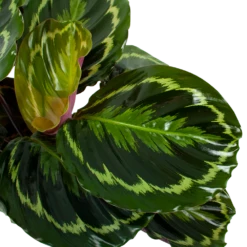 Nieuwe Producten -FloraHome Verkoopwinkel calathea medaillon schaduwplant p19 h75 5