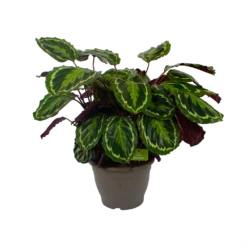 Calathea Medaillon - Schaduwplant - P32 H80 - Kamerplant -FloraHome Verkoopwinkel calathea medaillon schaduwplant p32 h80 2
