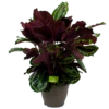 Calathea Medaillon - Schaduwplant - P32 H80 - Kamerplant