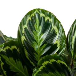 Nieuwe Producten -FloraHome Verkoopwinkel calathea medaillon schaduwplant p32cm h80cm 5