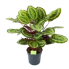 Calathea Mysty - Livingplant - P27 H80 - Kamerplant -FloraHome Verkoopwinkel calathea mysty livingplant p27 h80 1 3