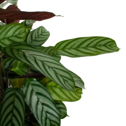 Nieuwe Producten -FloraHome Verkoopwinkel calathea oppenheimiana pauwenplant p21 h105 5 1