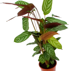 Nieuwe Producten -FloraHome Verkoopwinkel calathea oppenheimiana schaduwplant p17 h65 5
