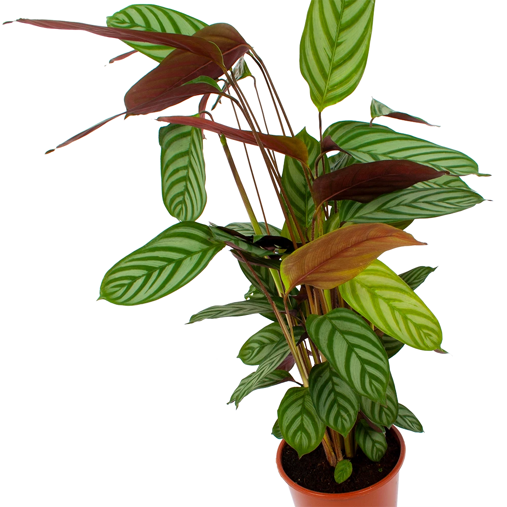 Calathea Oppenheimiana - Schaduwplant - P17 H65 - Kamerplant 4 Calathea Oppenheimiana - Schaduwplant - P17 H65 - Kamerplant - Afbeelding 2