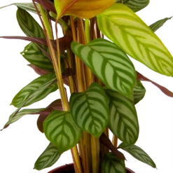 Calathea Oppenheimiana - Schaduwplant - P17 H65 - Kamerplant 8 Calathea Oppenheimiana - Schaduwplant - P17 H65 - Kamerplant -FloraHome Verkoopwinkel calathea oppenheimiana schaduwplant p17 h65 6