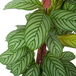Nieuwe Producten -FloraHome Verkoopwinkel calathea oppenheimiana schaduwplant p27 h130 5