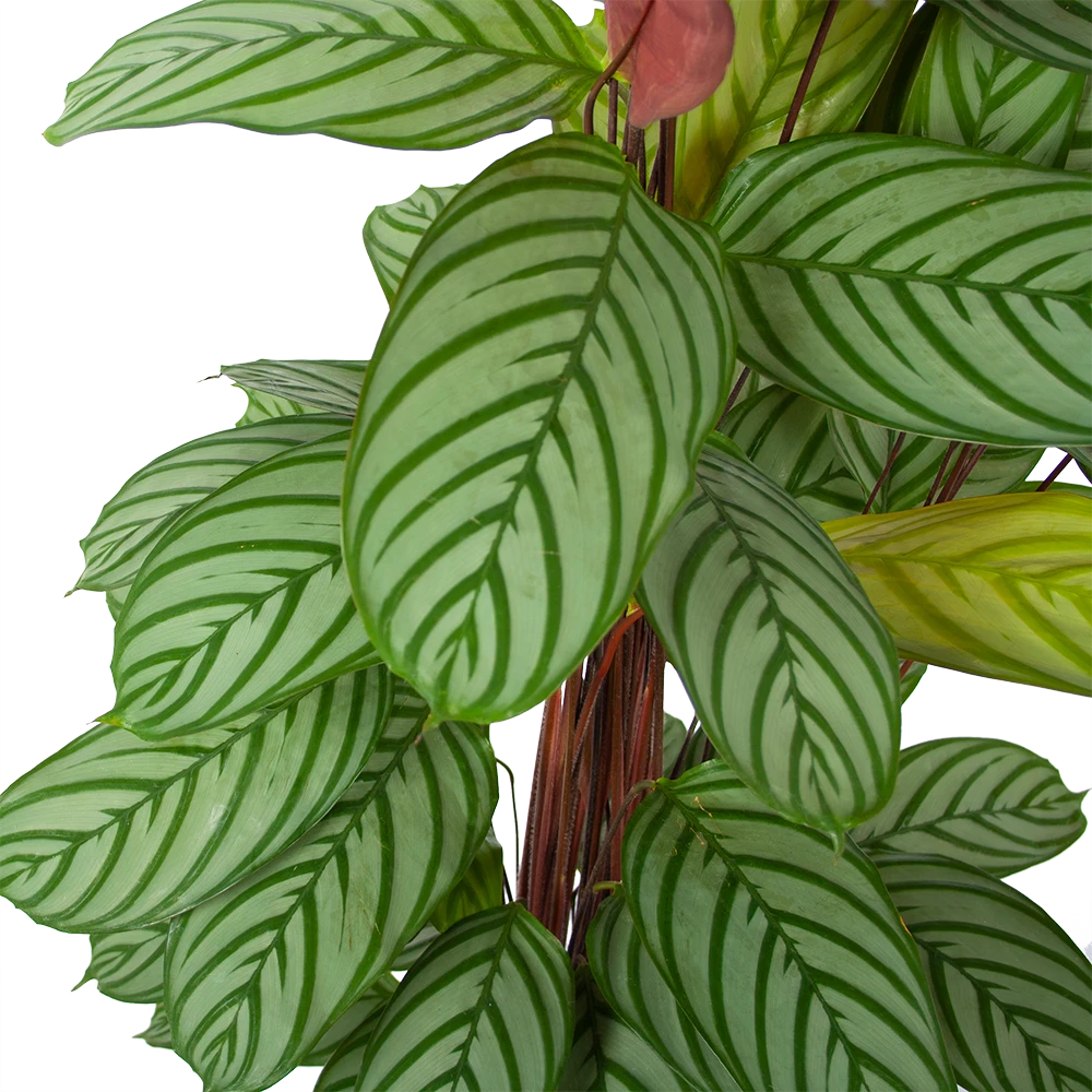 Calathea Oppenheimiana - Schaduwplant - P27 H130 - Kamerplant 4 Calathea Oppenheimiana - Schaduwplant - P27 H130 - Kamerplant - Afbeelding 2