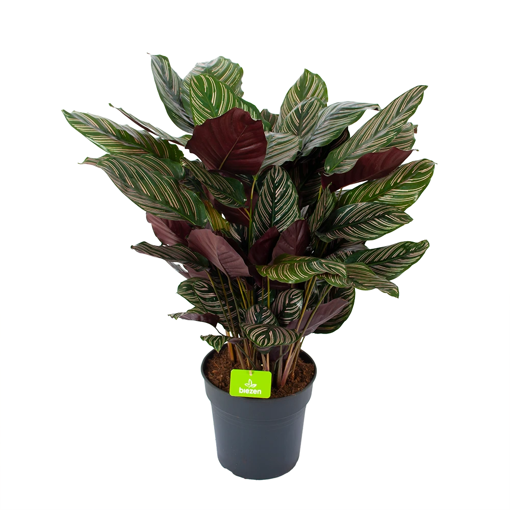 Calathea Ornata - Livingplant - P27 H80 - Kamerplant 3 Calathea Ornata - Livingplant - P27 H80 - Kamerplant