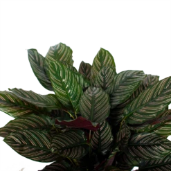 Nieuwe Producten -FloraHome Verkoopwinkel calathea ornata livingplant p27 h80 5 3