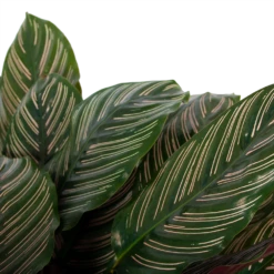 Calathea Ornata - Livingplant - P27 H80 - Kamerplant 8 Calathea Ornata - Livingplant - P27 H80 - Kamerplant -FloraHome Verkoopwinkel calathea ornata livingplant p27 h80 6 3