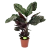 Calathea Ornata - Livingplant - Schaduwplant - P19 H75 - Kamerplant -FloraHome Verkoopwinkel calathea ornata livingplant schaduwplant p19 h75 1 1