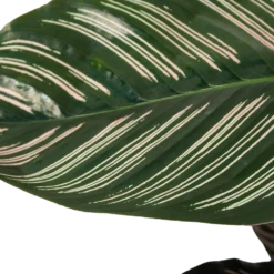Calathea Ornata - Livingplant - Schaduwplant - P19 H75 - Kamerplant 8 Calathea Ornata - Livingplant - Schaduwplant - P19 H75 - Kamerplant -FloraHome Verkoopwinkel calathea ornata livingplant schaduwplant p19 h75 6 1