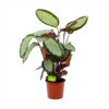 Calathea Picturata - Livingplant - P17 H65 - Kamerplant -FloraHome Verkoopwinkel calathea picturata livingplant p17 h65 1