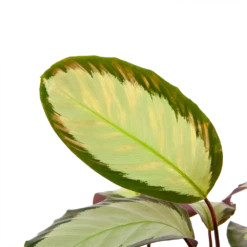 Nieuwe Producten -FloraHome Verkoopwinkel calathea picturata livingplant p17 h65 5