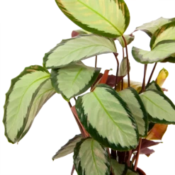 Calathea Picturata - Livingplant - P17 H65 - Kamerplant -FloraHome Verkoopwinkel calathea picturata livingplant p17 h65 6