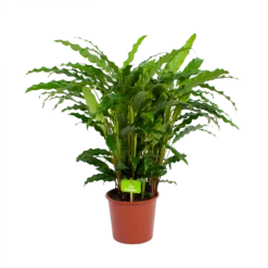 Calathea Rufibarba Bluegrass - Pauwenplant - P17 H65 - Kamerplant -FloraHome Verkoopwinkel calathea rufibarba bluegrass pauwenplant p17 h65 4