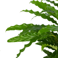 Calathea Rufibarba Bluegrass - Pauwenplant - P17 H65 - Kamerplant -FloraHome Verkoopwinkel calathea rufibarba bluegrass pauwenplant p17 h65 5